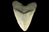 Fossil Megalodon Tooth - + Foot Prehistoric Shark #147397-1